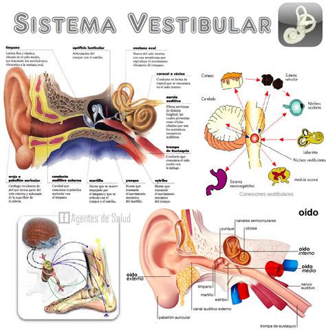 sistema vestibular - sistema inmunologico